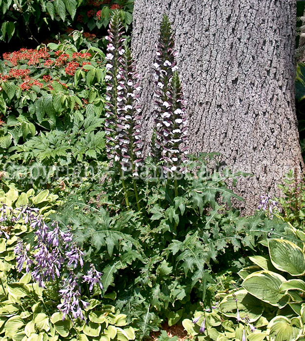 PGC-P-Acanthus-spinosa-aka-Bears-Breeches-1