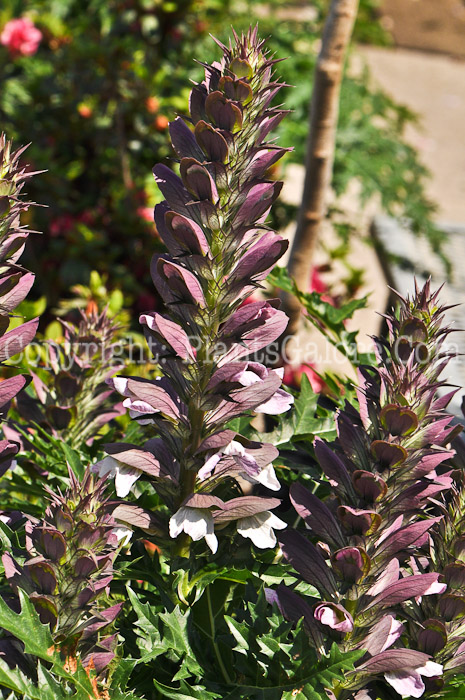 PGC-P-Acanthus-spinosa-aka-Bears-Breeches-2