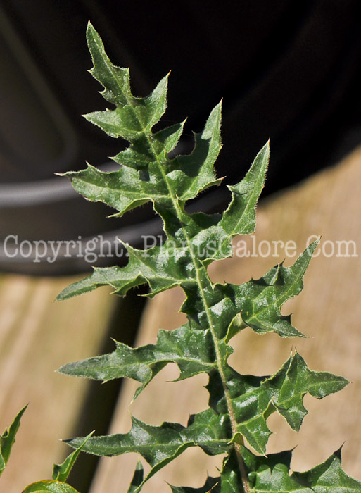 PGC-P-Acanthus-spinosassimus-aka-Bears-Breeches-1