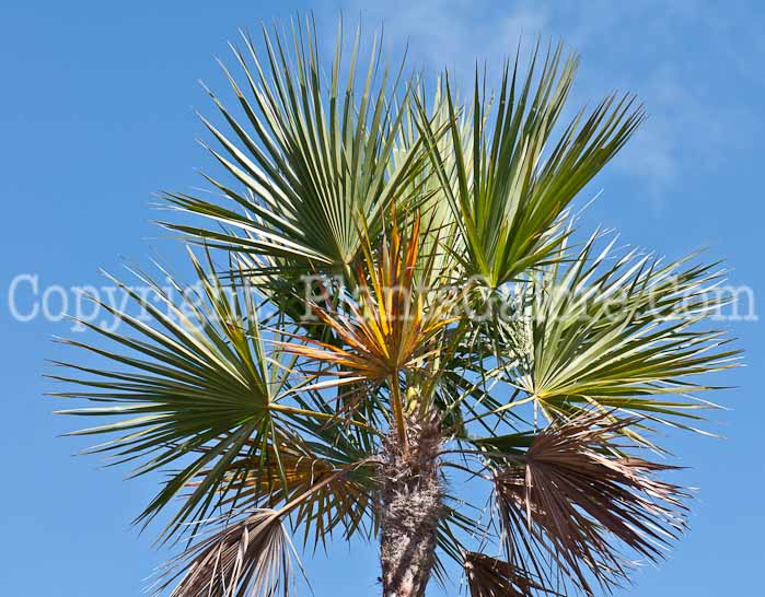 PGC-T-Acoelorrhaphe-wrightii-aka-Everglades-Palm-0214-3-1