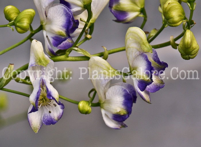 PGC-P-Aconitum-carmichaelii-aka-Azure-Monkshood-1