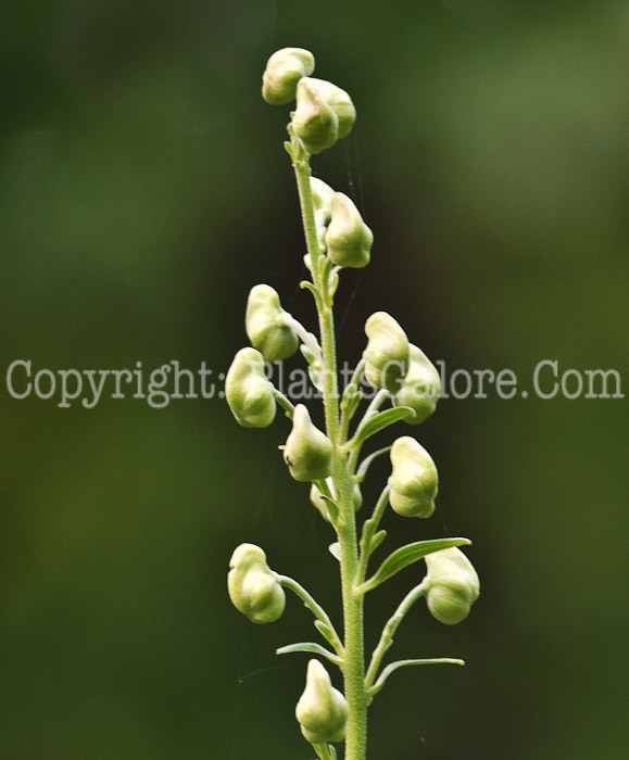 PGC-P-Aconitum-carmichaelii-aka-Azure-Monkshood-11