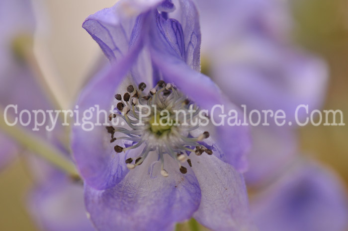 PGC-P-Aconitum-carmichaelii-aka-Azure-Monkshood-13-1