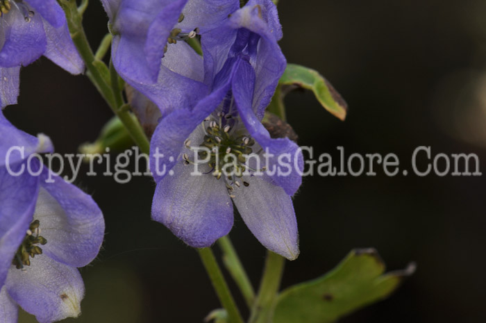 PGC-P-Aconitum-carmichaelii-aka-Azure-Monkshood-13-3