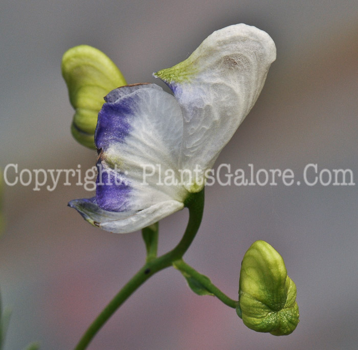 PGC-P-Aconitum-carmichaelii-aka-Azure-Monkshood-2