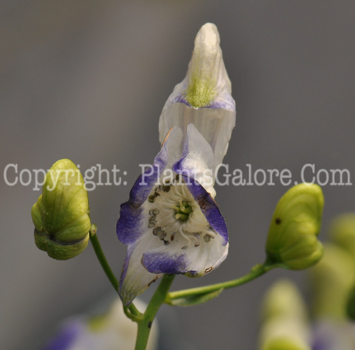 PGC-P-Aconitum-carmichaelii-aka-Azure-Monkshood-3