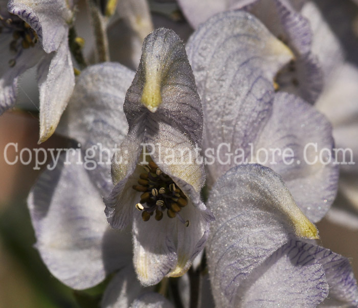 PGC-P-Aconitum-carmichaelii-aka-Azure-Monkshood-4