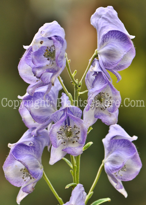 PGC-P-Aconitum-carmichaelii-aka-Azure-Monkshood-8