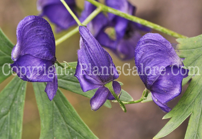 PGC-P-Aconitum-napellus-aka-Common-Monkshood-11