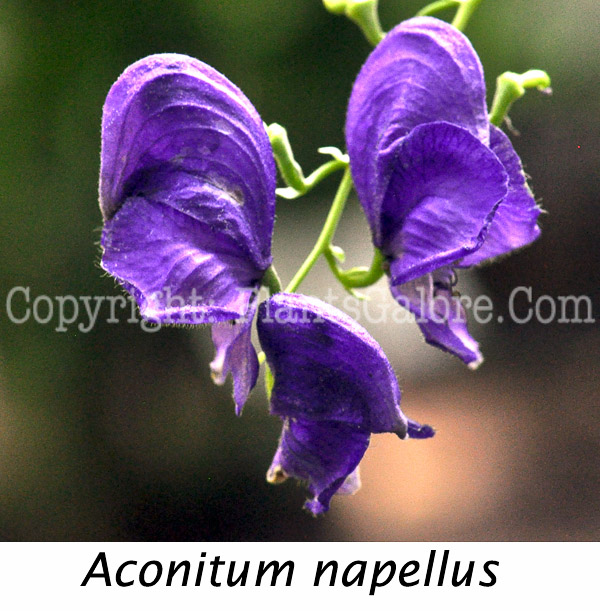 PGC-P-Aconitum-napellus-aka-Common-Monkshood-12-Edit