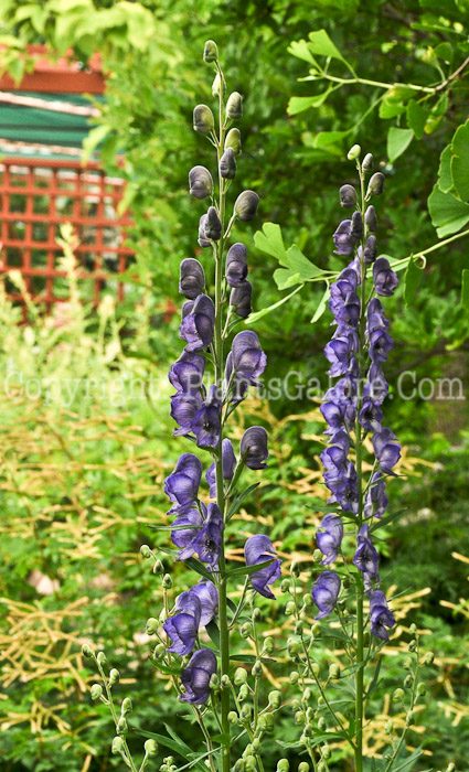 PGC-P-Aconitum-napellus-aka-Common-Monkshood-4