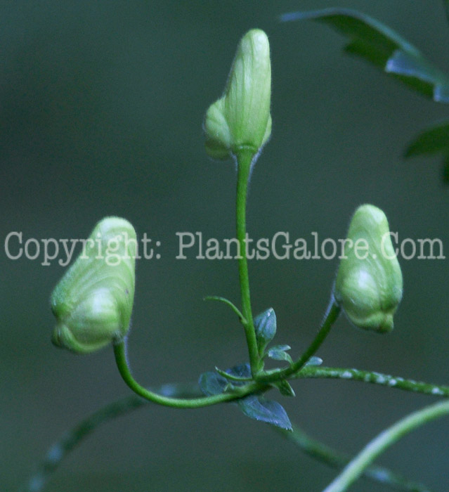 PGC-P-Aconitum-uncinatum-aka-Wild-Monkshood-2