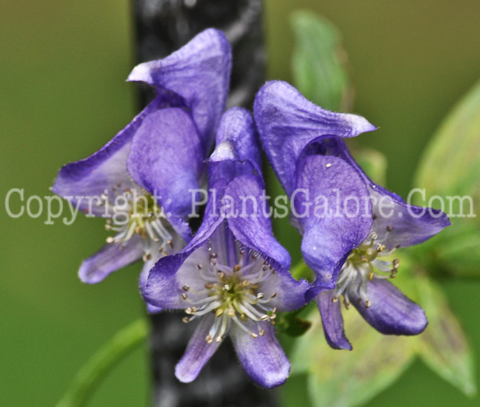 PGC-P-Aconitum-uncinatum-aka-Wild-Monkshood-6