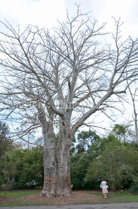 PGC-T-Adansonia-digitata-aka-Baobab-0214-2-2