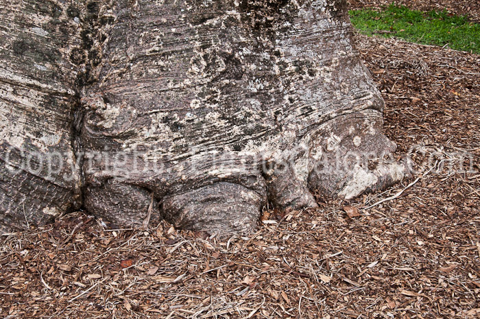 PGC-T-Adansonia-digitata-aka-Baobab-0214-2-3