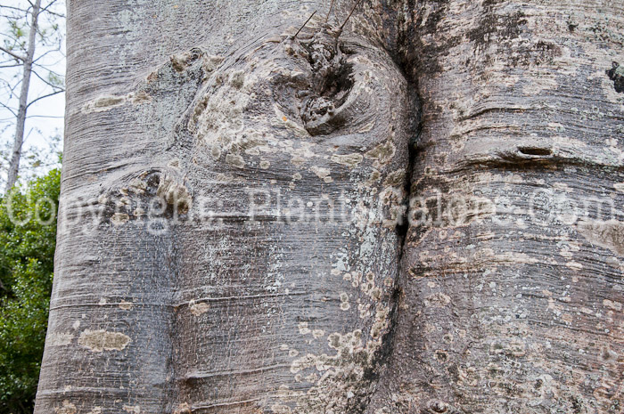 PGC-T-Adansonia-digitata-aka-Baobab-0214-2-4