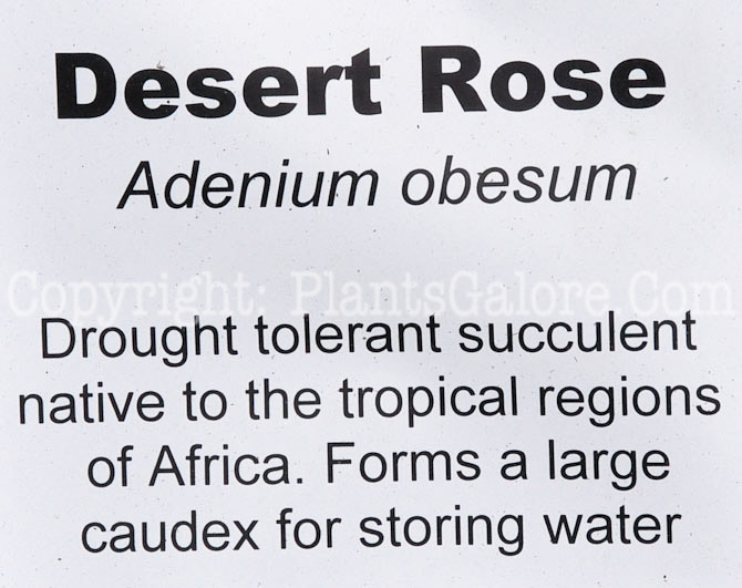 PGC-S-Adenium-obesum-aka-Desert-Rose-02