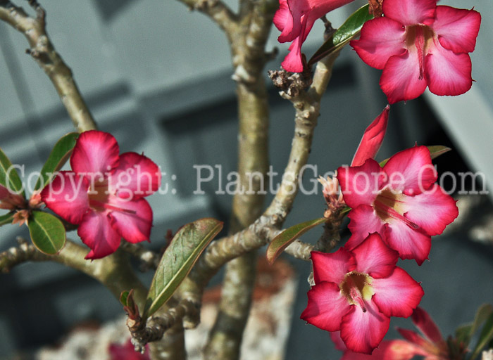 PGC-S-Adenium-obesum-aka-Desert-Rose-2013-1