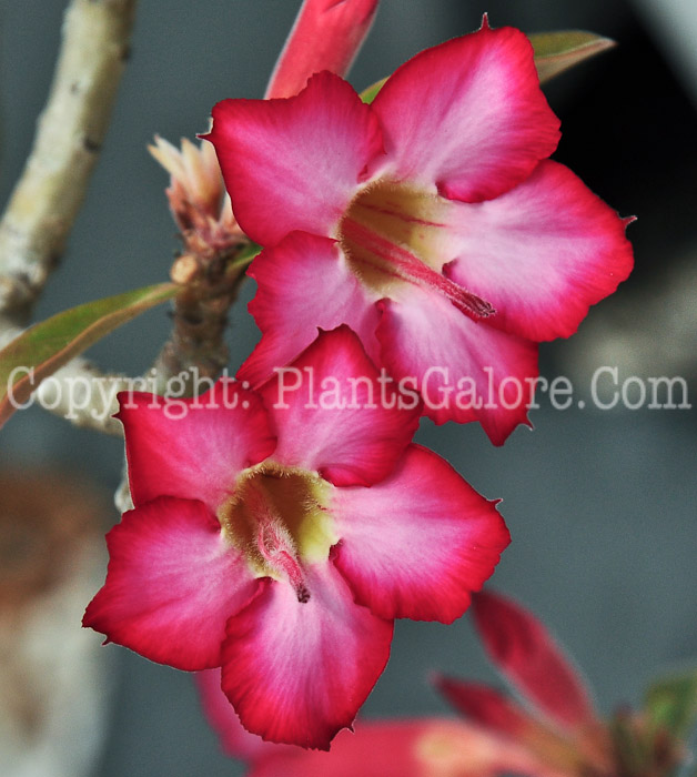 PGC-S-Adenium-obesum-aka-Desert-Rose-2013-3