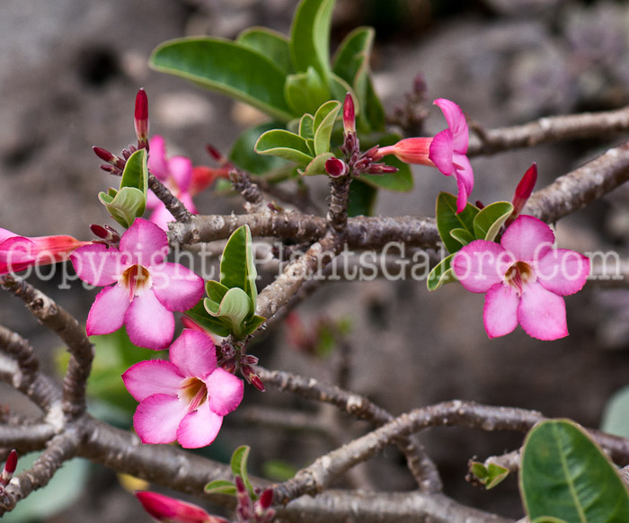 PGC-T-Adenium-arabicum-14-1