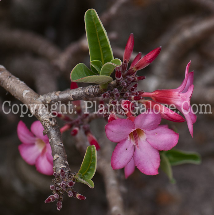 PGC-T-Adenium-arabicum-14-2