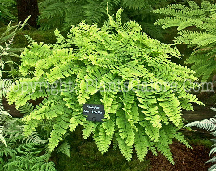 PGC-F-Adiantum-Miss-Sharples-aka-Maidenhair-Fern-1