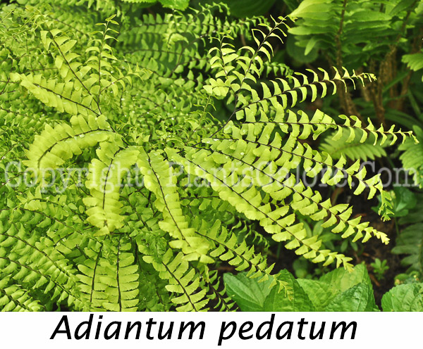 PGC-F-Adiantum-pedatum-aka-Maidenhair-Fern-1-Edit