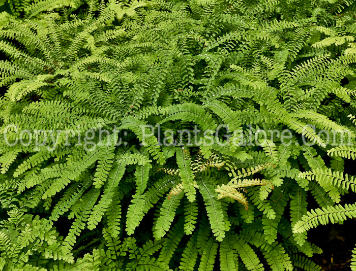 PGC-F-Adiantum-pedatum-aka-Maidenhair-Fern-3