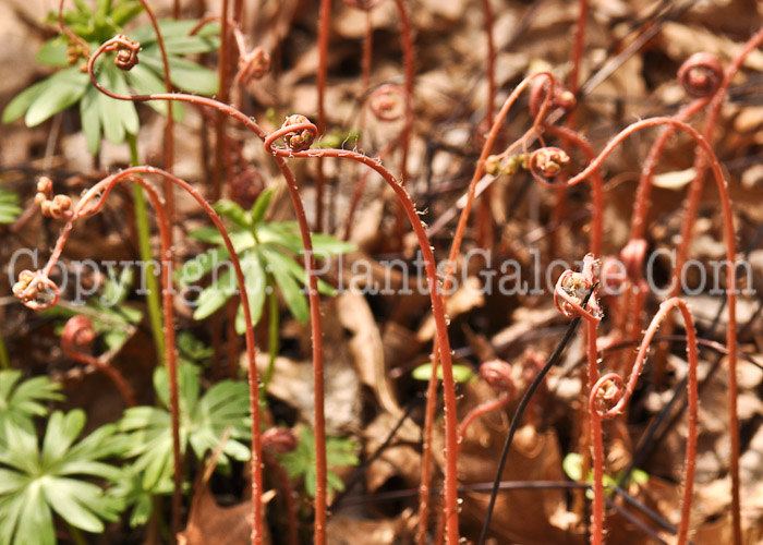 PGC-F-Adiantum-pedatum-aka-Maidenhair-Fern-6