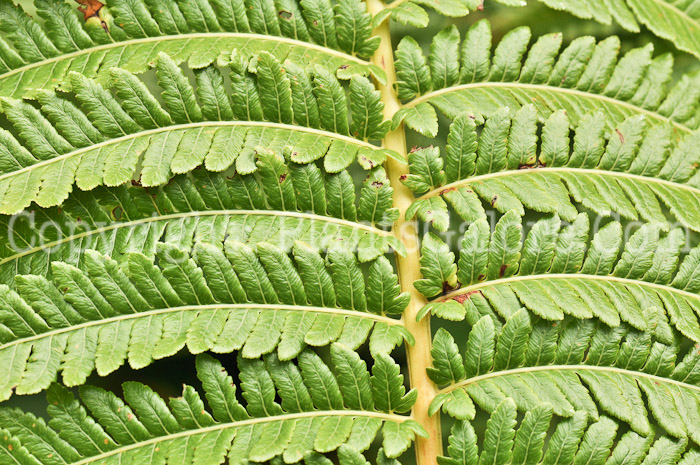 PGC-F-Adiantum-pedatum-aka-Maidenhair-Fern-8