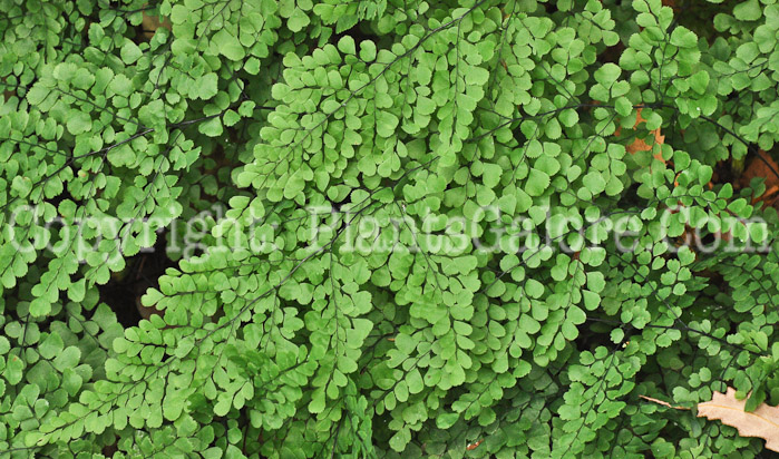 PGC-F-Adiantum-venustum-aka-Asiatic-Maidenhair-1