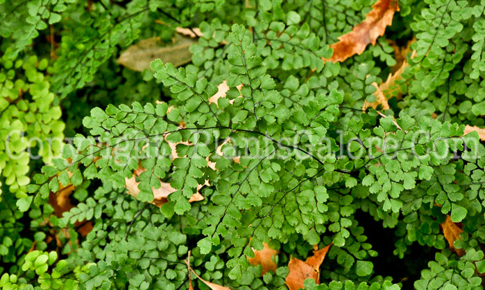 PGC-F-Adiantum-venustum-aka-Asiatic-Maidenhair-2