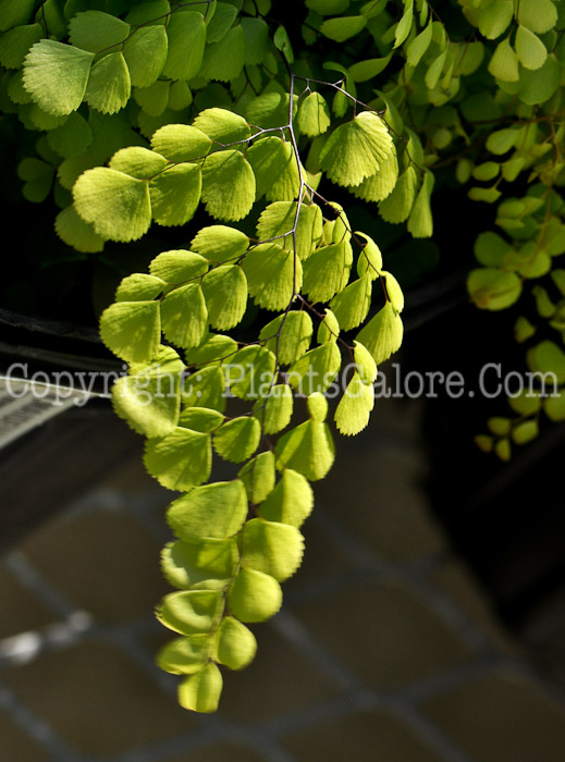 PGC-F-Adiantum-venustum-aka-Himalayan-Maidenhair-Fern-1