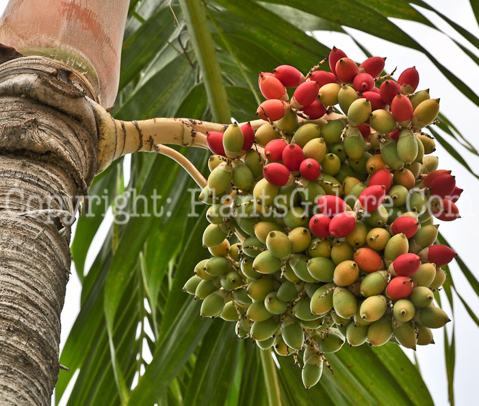 PGC-T-Adonidia-merrillii-aka-Christmas-Palm-1