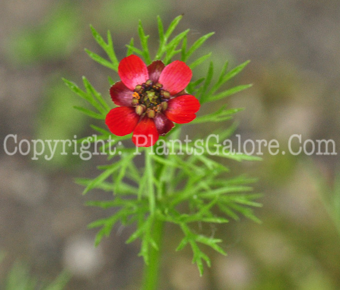 PGC-A-Adonis-annua-aka-Autumn-Adonis-0613-1