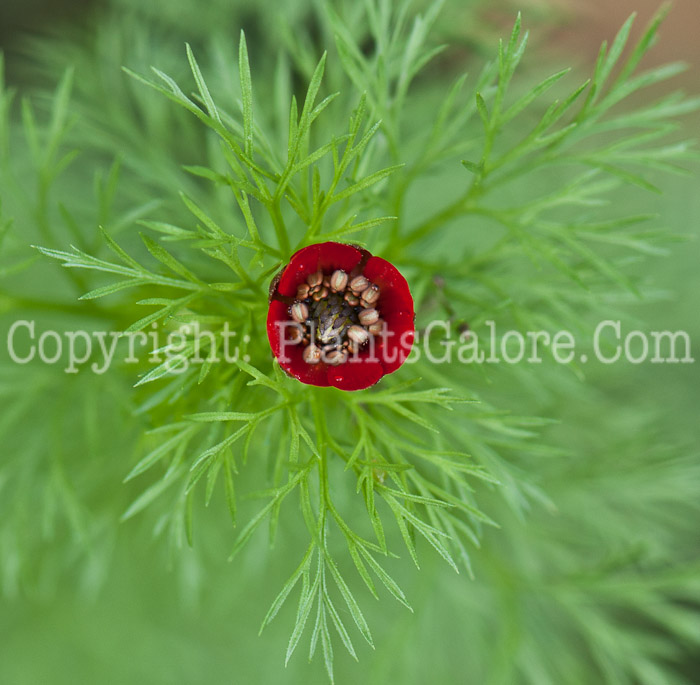 PGC-A-Adonis-annua-aka-Autumn-Adonis-0614a-2