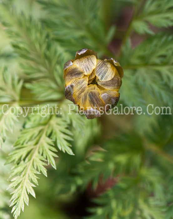 PGC-P-Adonis-amurensis-aka-Amur-Adonis-0514e-1