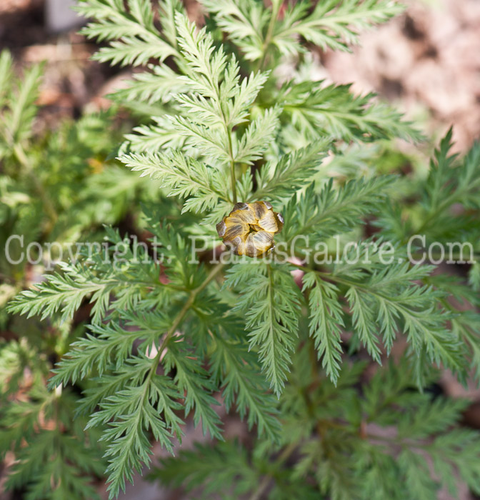 PGC-P-Adonis-amurensis-aka-Amur-Adonis-0514e-2