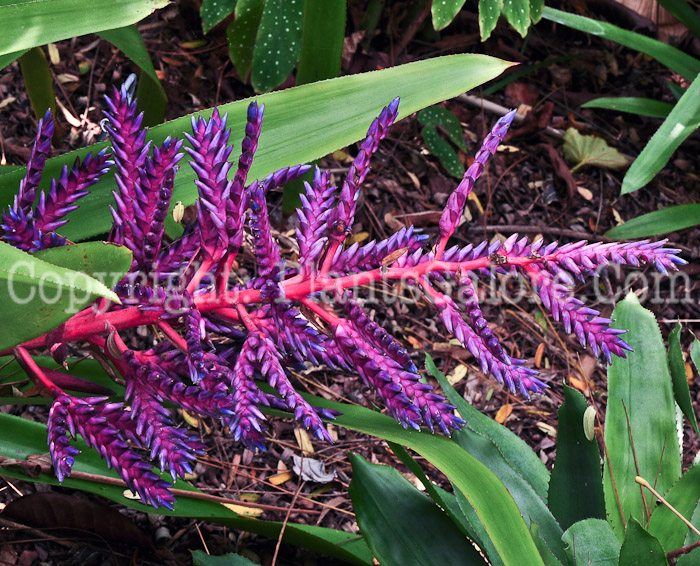 PGC-P-Aechmea-Blue-Tango-2013-1