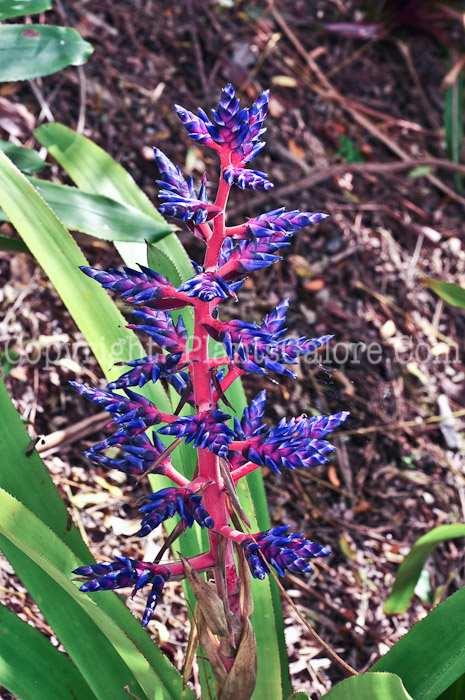 PGC-P-Aechmea-Blue-Tango-2013-2