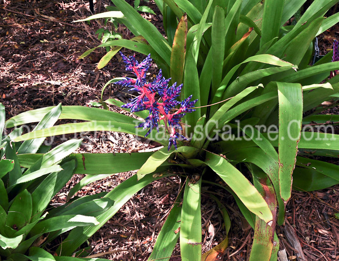 PGC-P-Aechmea-Blue-Tango-2013-3