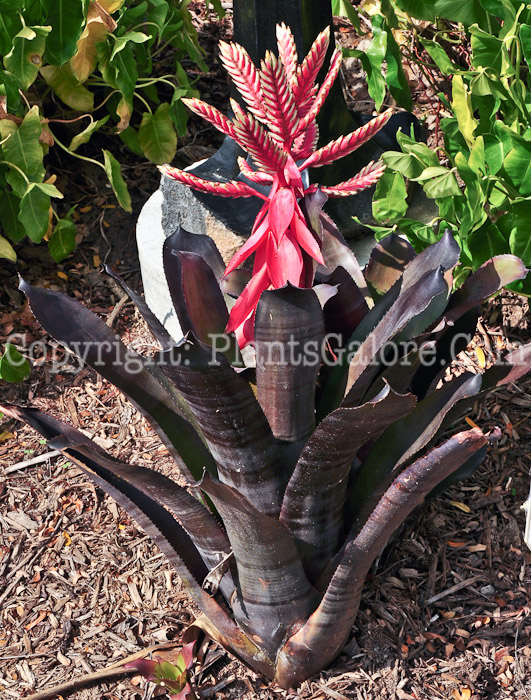 PGC-P-Aechmea-Chocolate-2013-2