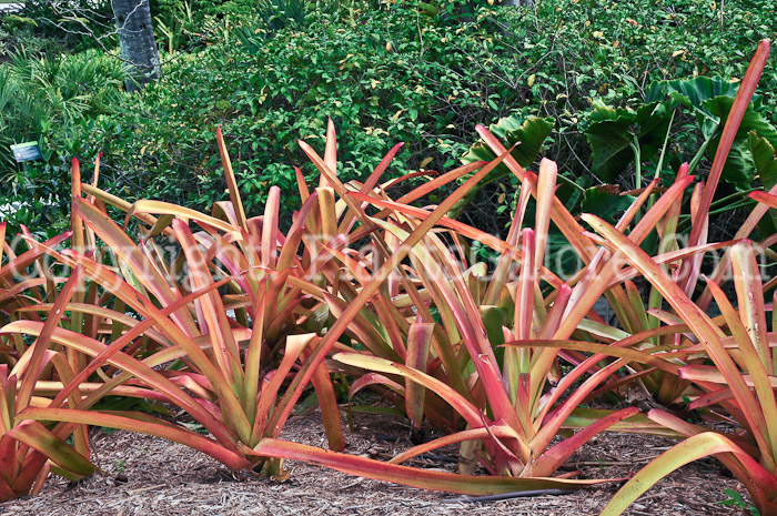 PGC-P-Aechmea-blanchetiana-Raspberry-aka-Bromeliad-2013-1