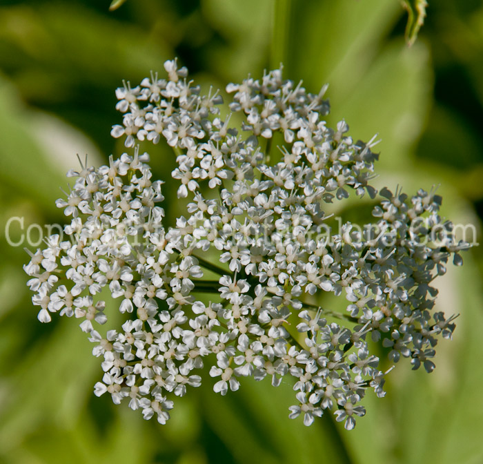 PGC-P-Aegopodium-podagraria-Variegata-0614-3