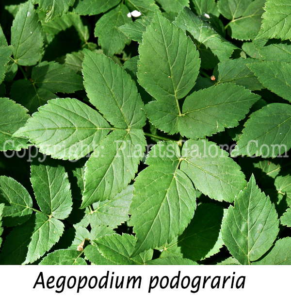 PGC-P-Aegopodium-podograria-aka-Goutweed-2-4-Edit