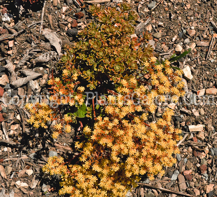 PGC-P-Aeonium-spathulatum-aka-Hornemann-1