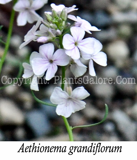 PGC-P-Aethionema-grandiflorum-aka-Persian-Stonecress-2011-001-Edit