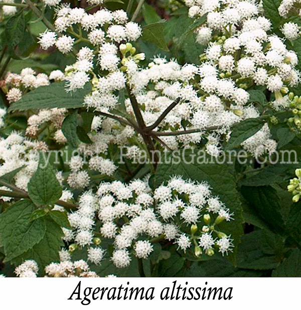 PGC-P-Ageratina-altissima-aka-White-Snakeroot-2