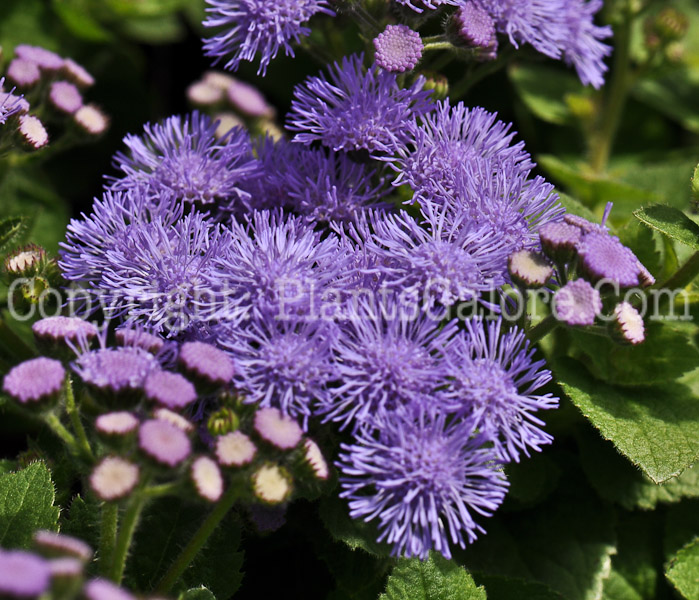 PGC-A-Ageratum-Artist-Blue-2010-002