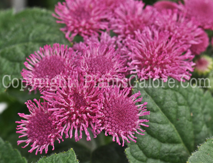 PGC-A-Ageratum-Artist-Rose-05-2012-2